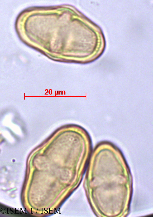 ISEM 1/Azorella_biloba_29427/Azorella_biloba_29427_0002(copy).jpg